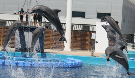 “oceanographic dolphin show”的图片搜索结果